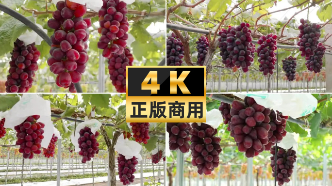 新品种葡萄种植