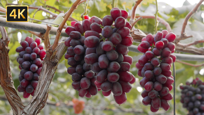 新品种葡萄种植