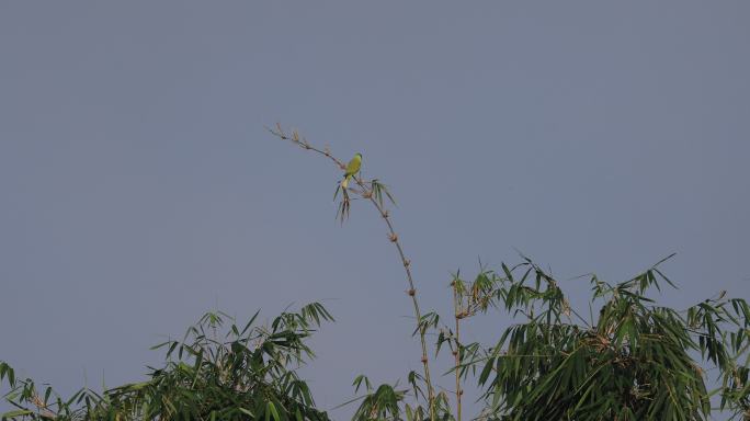 鹦鹉从竹梢上飞离