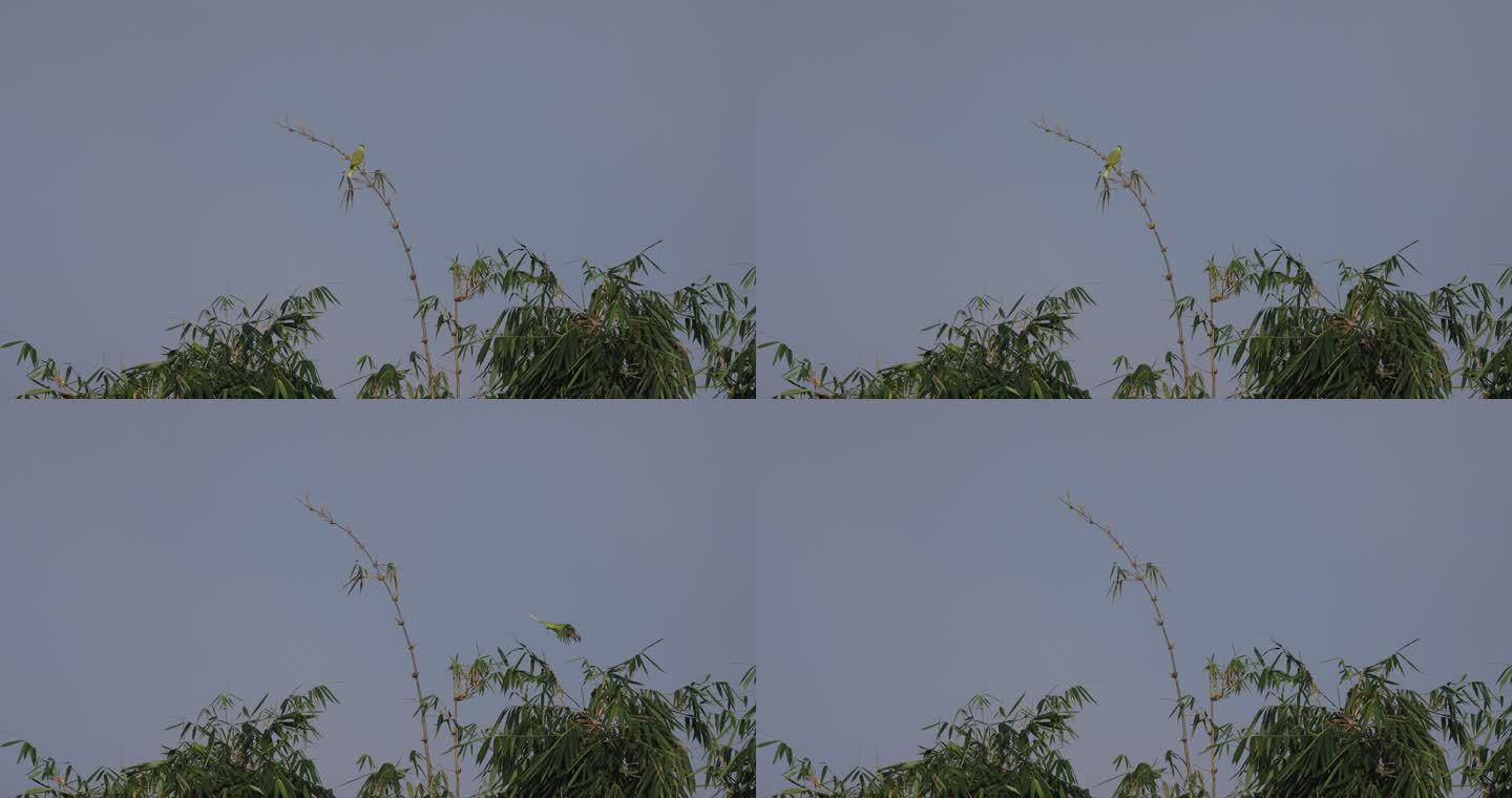 鹦鹉从竹梢上飞离