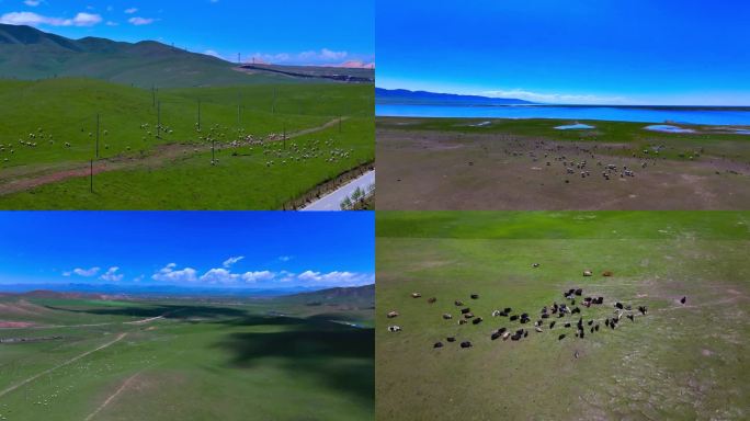 航拍草原牧场牛羊群生态草原风光