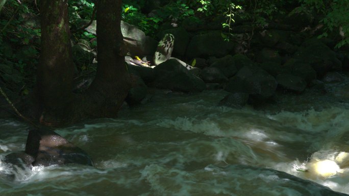 雨季溪流景观