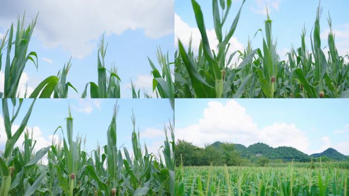 夏季田园小清新绿色玉米地4K