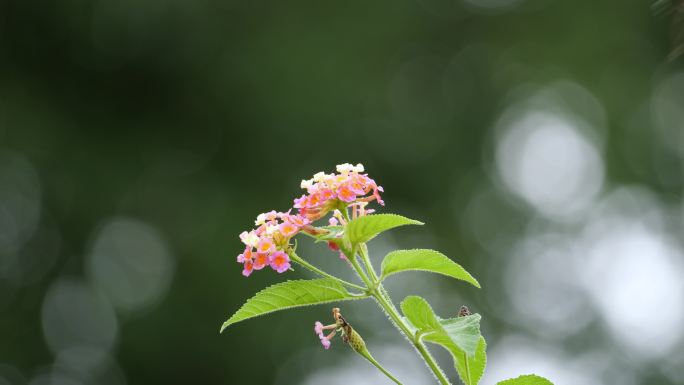 蝴蝶落在花上