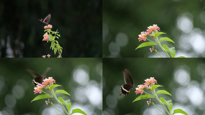 蝴蝶落在花上