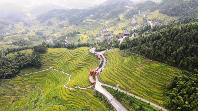 片头中秋国庆水墨山水梯田秋景紫鹊界航拍