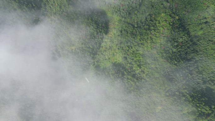 云雾缭绕 人间仙境 雨后风景