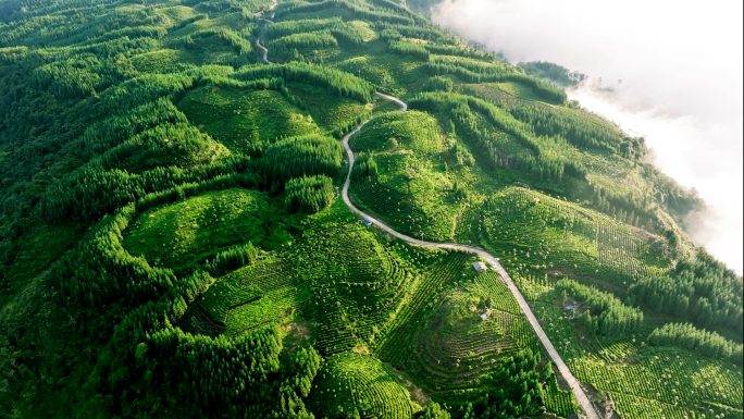 唯美茶园风光川茶基地荥经茶园航拍素材