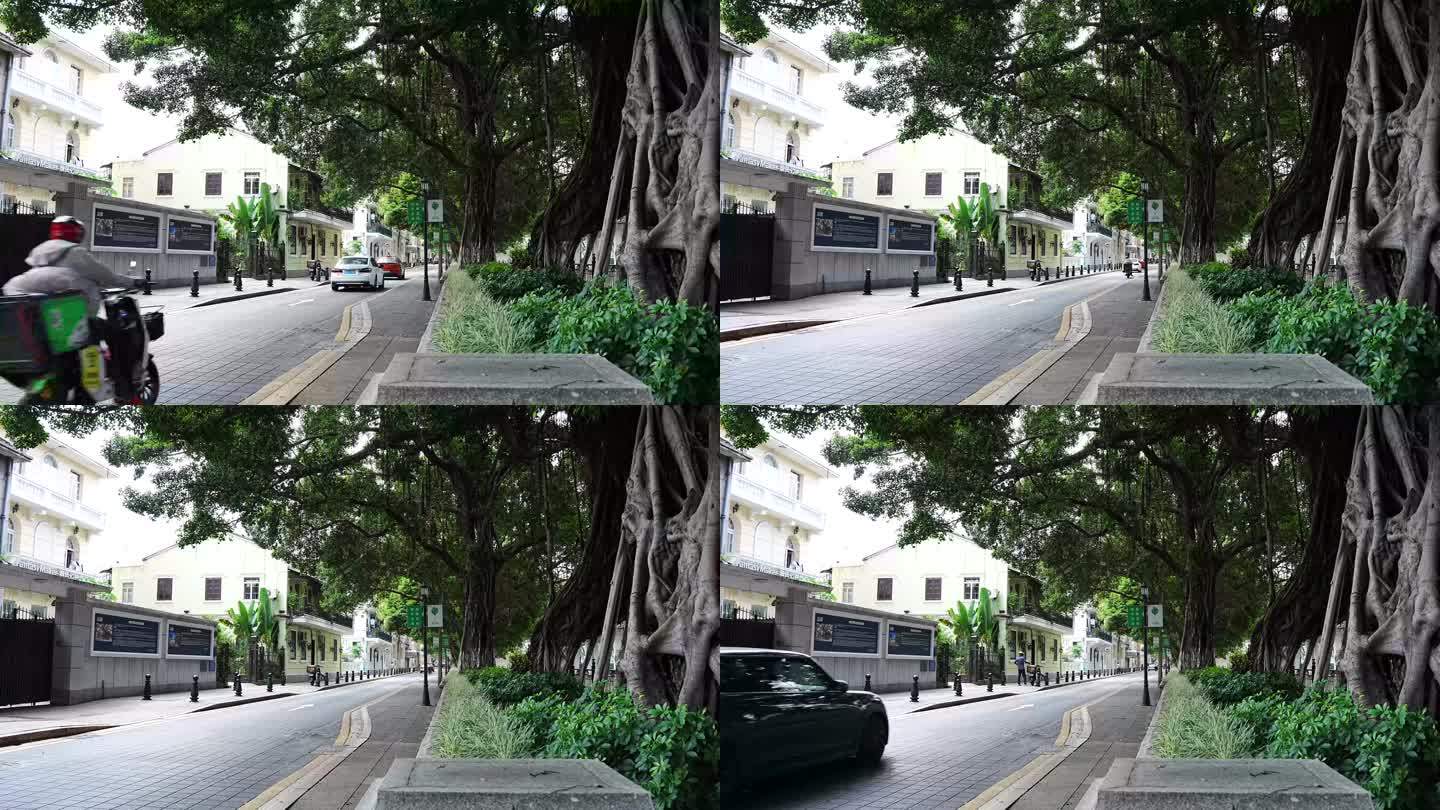 8K实拍，广州沙面街道大榕树古建筑群街景