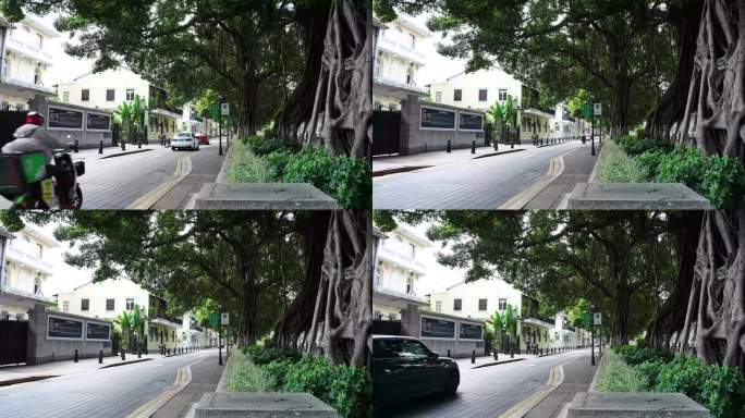 8K实拍，广州沙面街道大榕树古建筑群街景