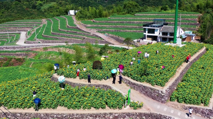 台州黄岩，头陀镇，东岭头，向日葵花海