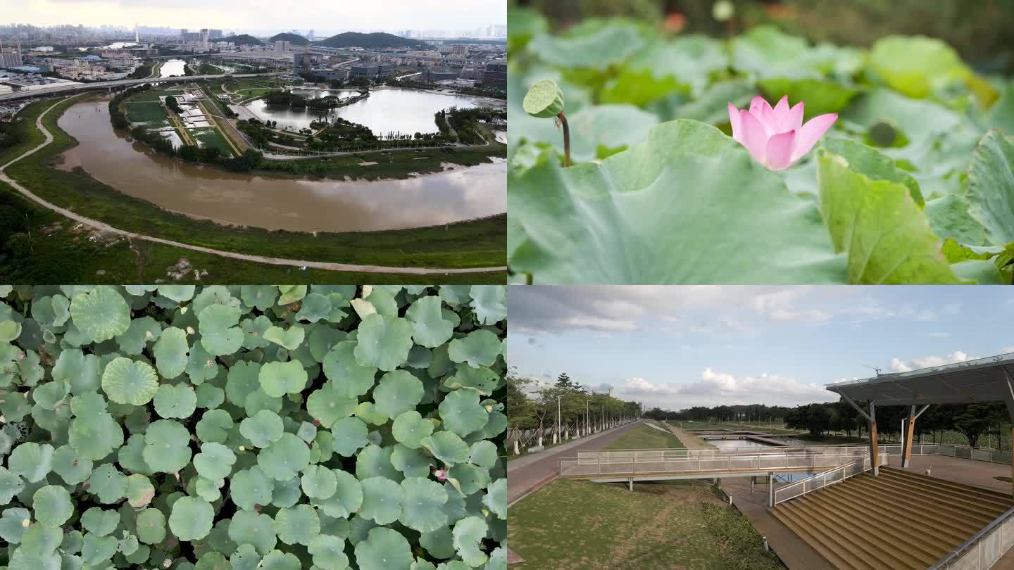 池塘 荷花 自然生态