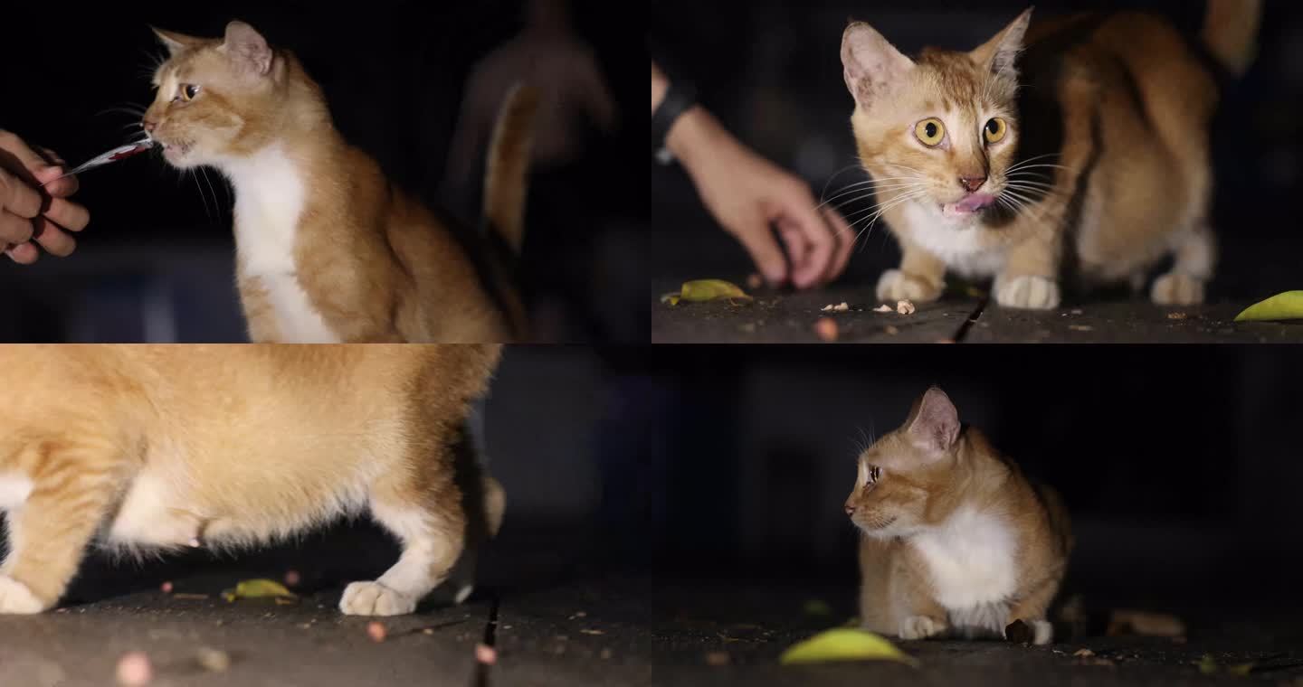 流浪猫猫野猫咪橘猫猫吃食喂猫8K视频