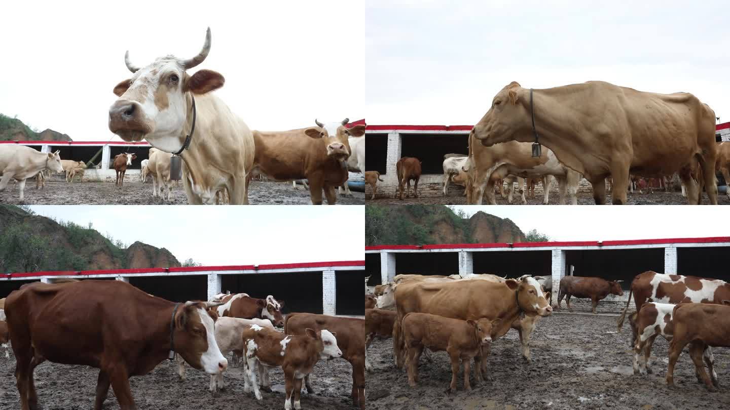 藏牛   牛圈养 和特写  养殖 畜牧业