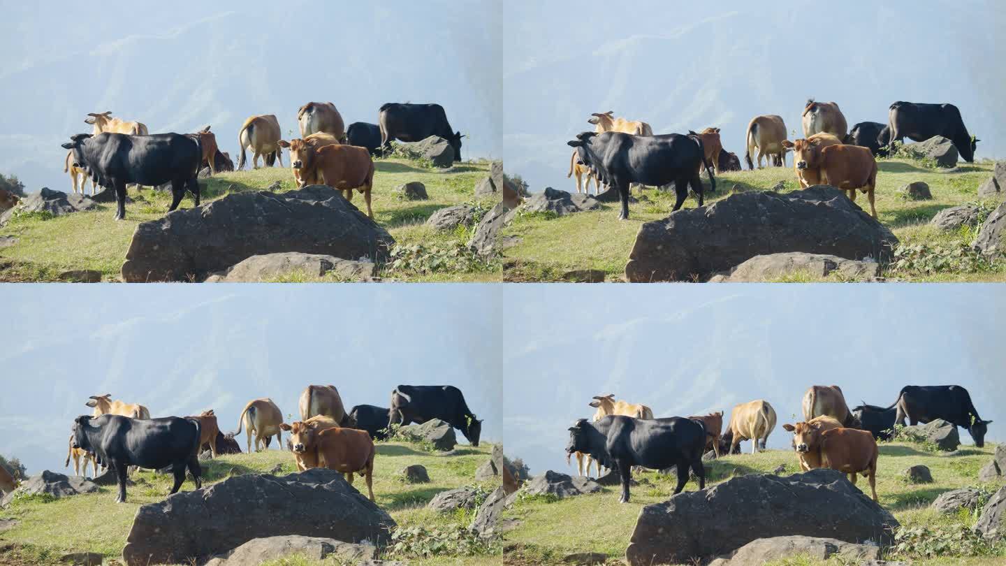 高山牧场黄牛养殖