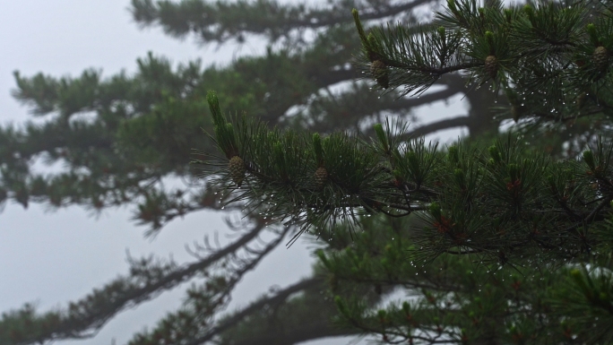 【原创】雨天空镜头