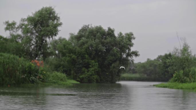 杭州西溪湿地摇橹船