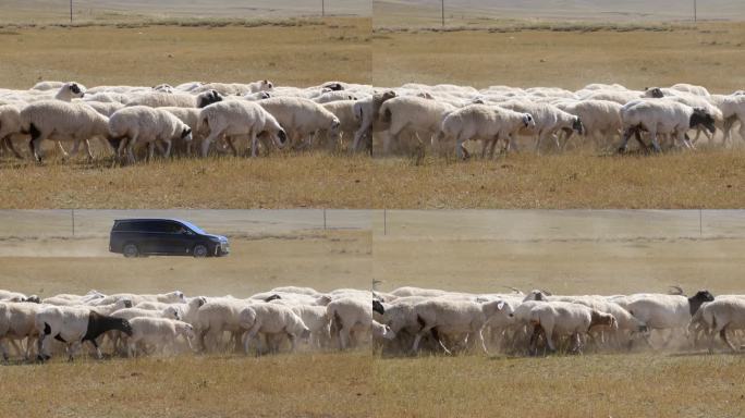 羊群在草地上奔跑