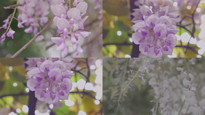 唯美植物 紫藤 素材 调色
