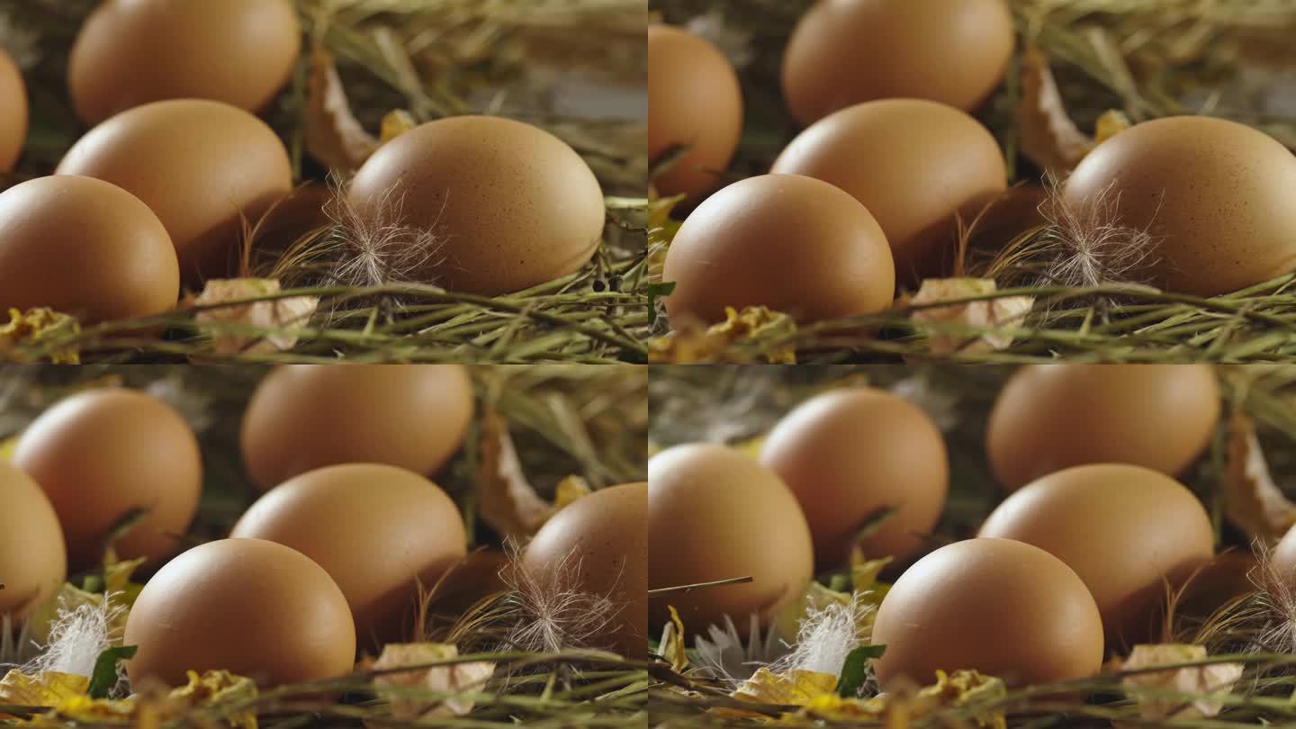 鸡蛋在鸡窝里展示