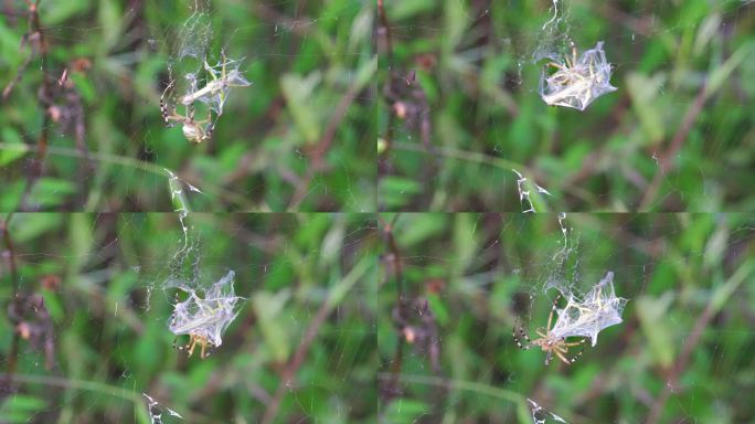 蜘蛛捕食一只蜘蛛正在用网捕食昆虫微观动物
