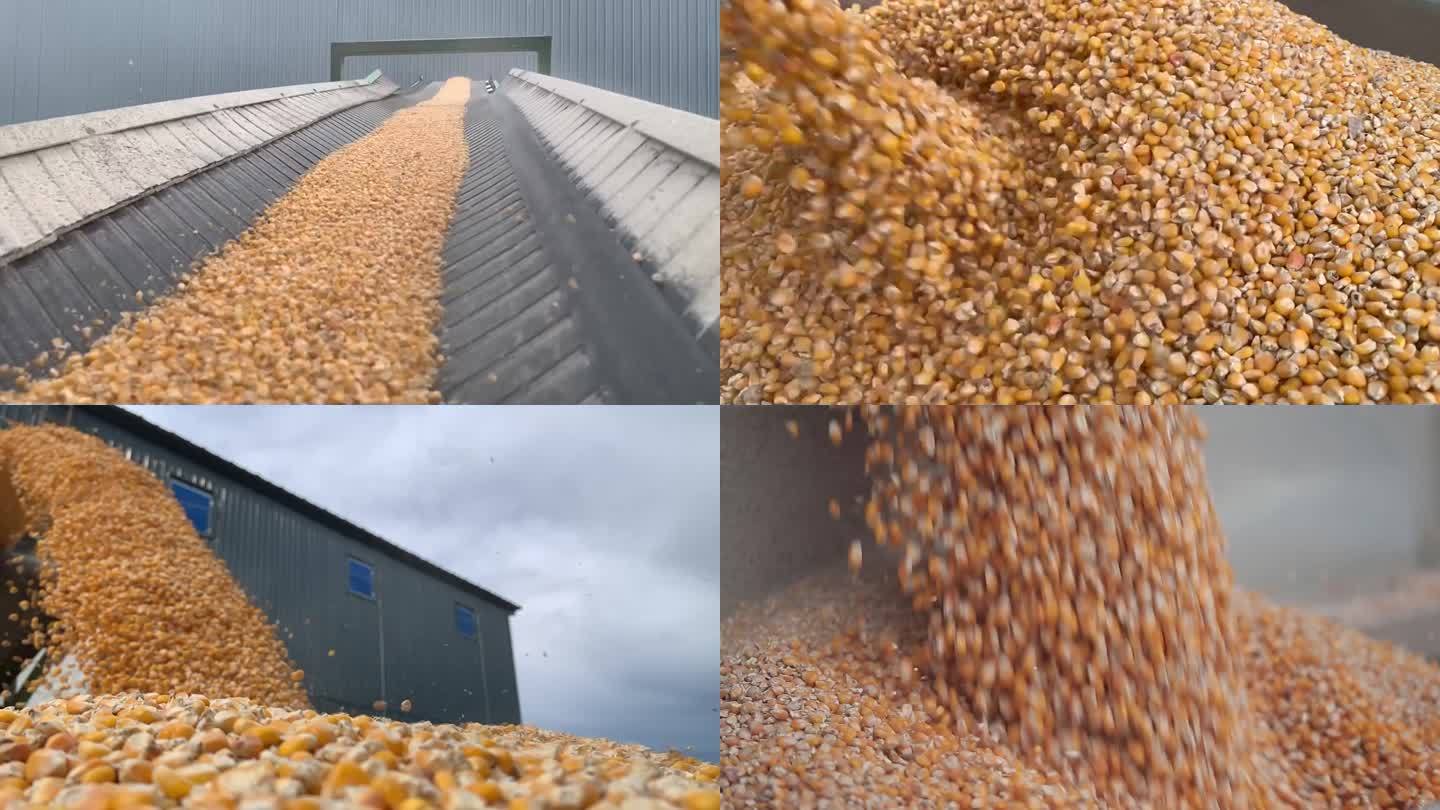 东北北大荒农垦农业玉米丰粒丰收传输带运输