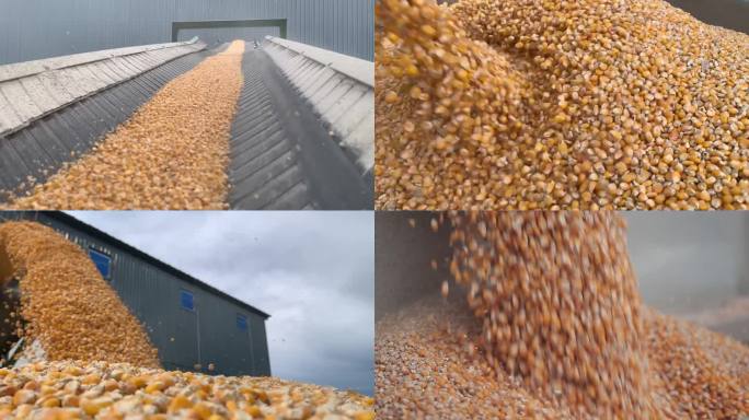 高帧速玉米丰收玉米粒传输带玉米运输