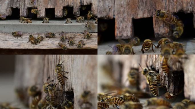 蜜蜂组镜