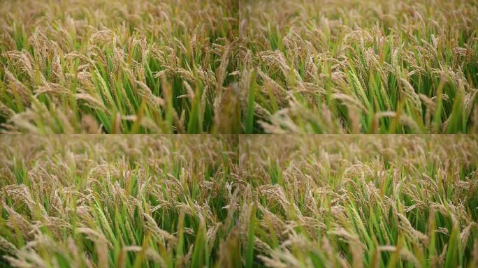 水稻高清实拍4k