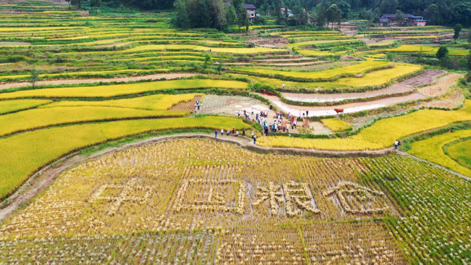 中国粮仓 农村丰收季 水稻收割