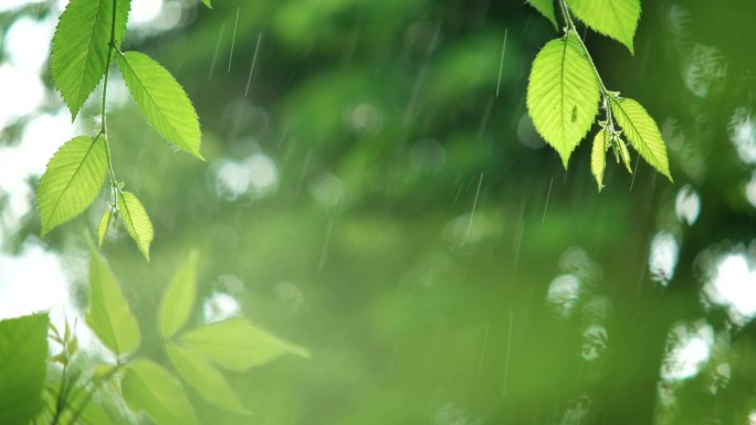 雨落打湿树叶