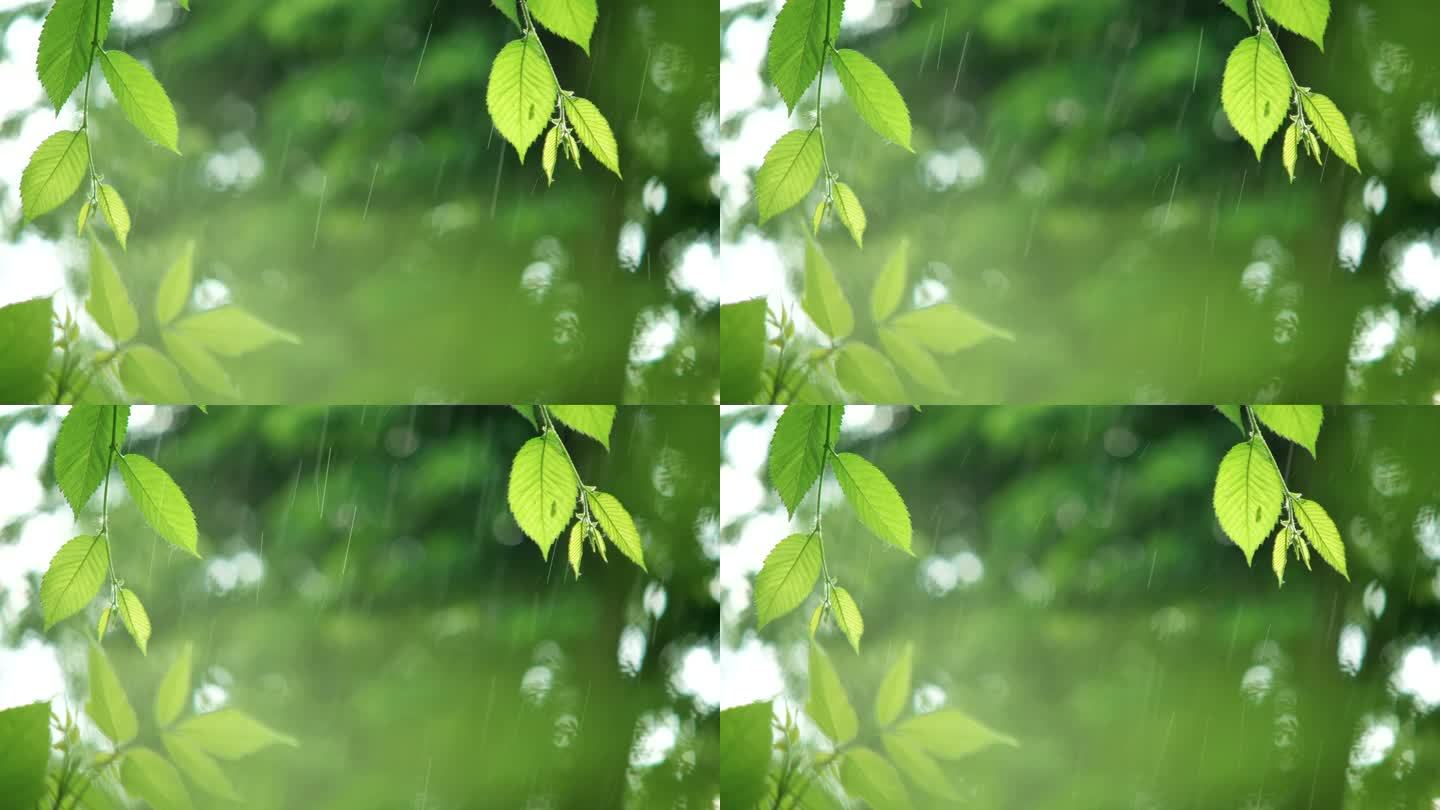 雨落打湿树叶