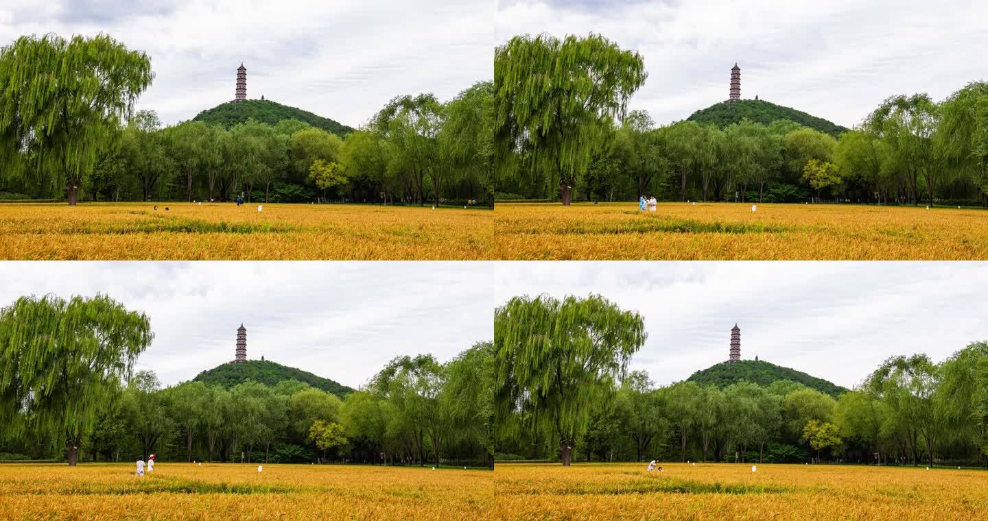 水稻高清实拍4k横版
