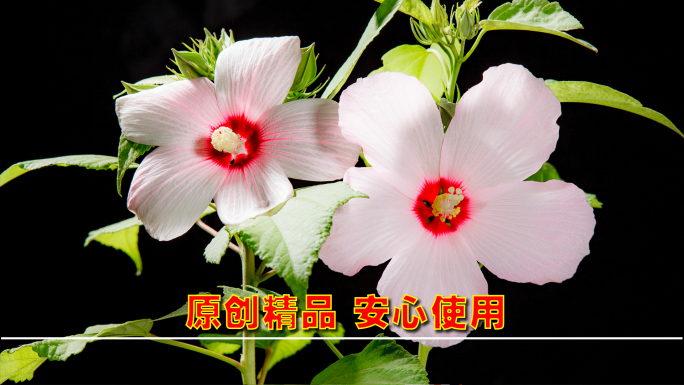 开花延时 鲜花延时 鲜花盛开 绽放延时