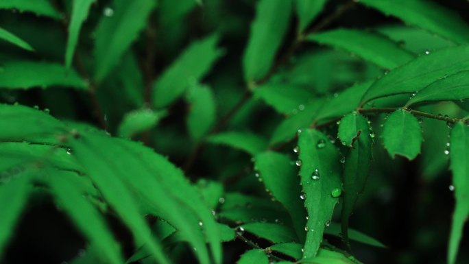 空镜头 唯美  伤感 治愈  雨滴 雨天