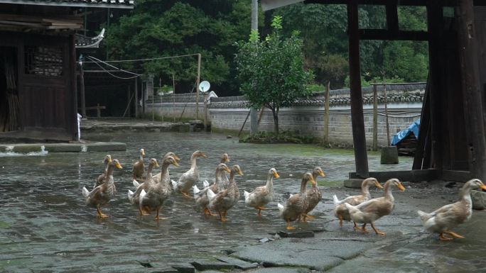 湖南怀化传统村落阳雀坡