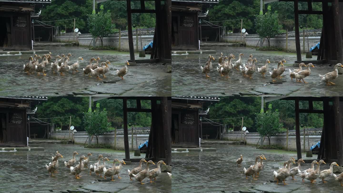 湖南怀化传统村落阳雀坡