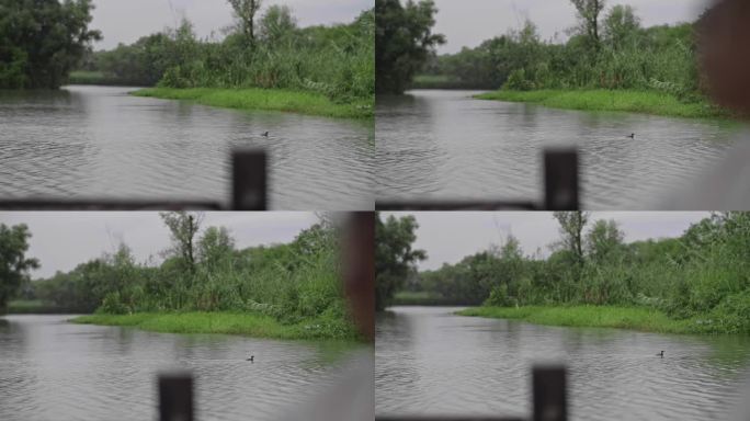 杭州西溪湿地摇橹船