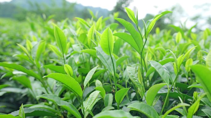 绿色生态茶园明前茶茶叶采摘