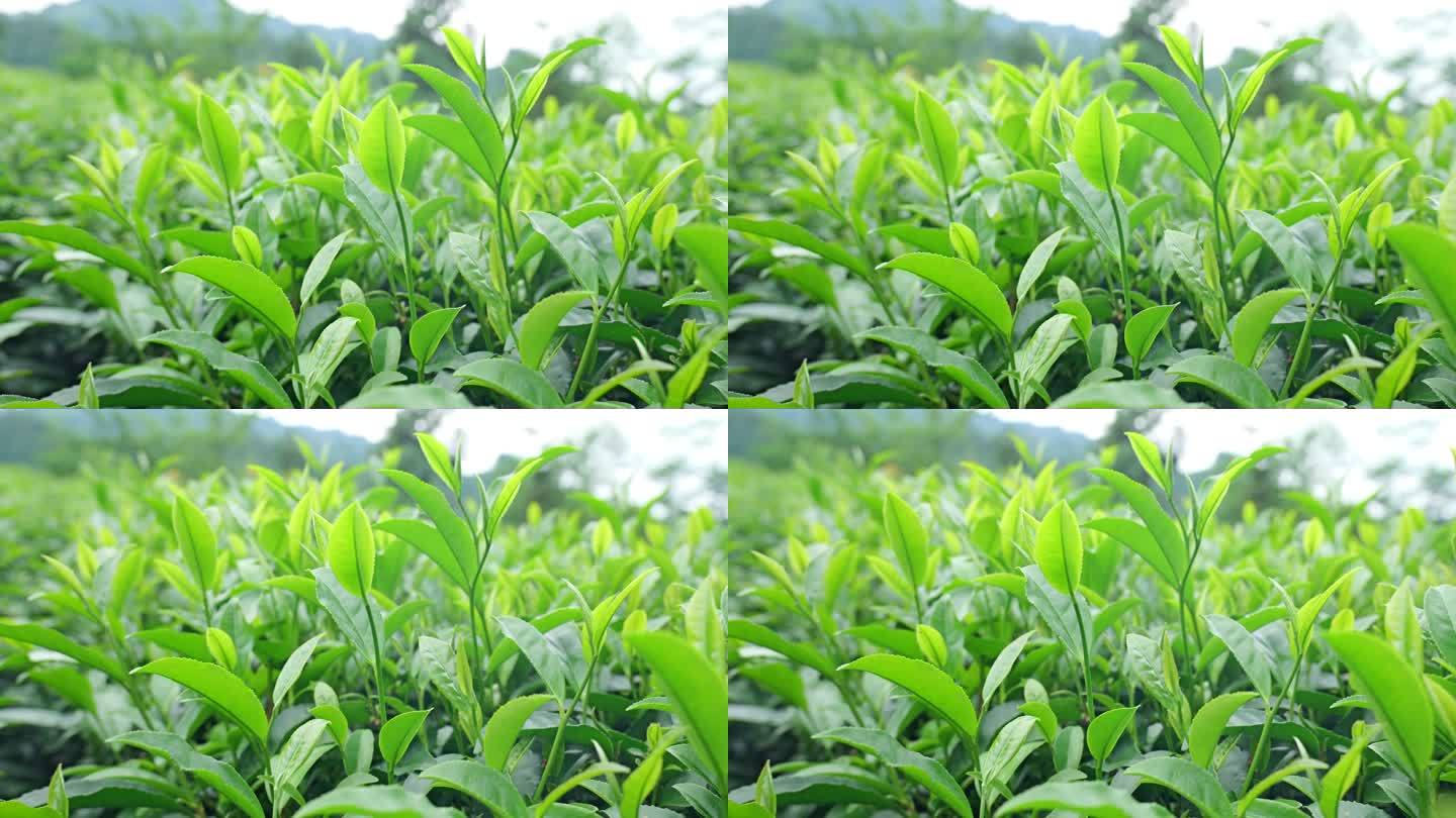 绿色生态茶园明前茶茶叶采摘