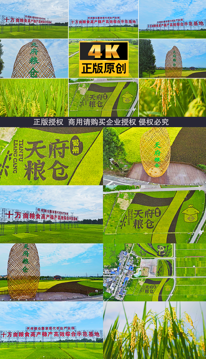 天府粮仓水稻稻田种植水稻基地现代农业稻谷