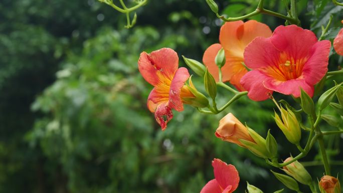 紫葳五爪龙倒挂金钟藤萝花霄花