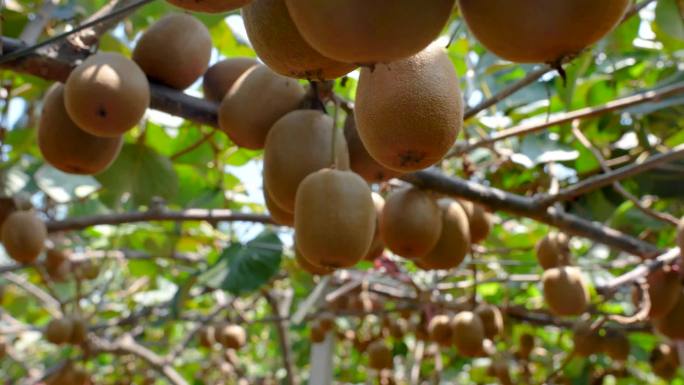 猕猴桃种植园区 绿色水果
