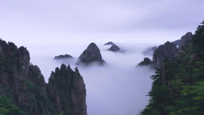 黄山杜鹃云海