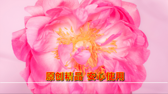 鲜花盛开 鲜花怒放 开花延时 鲜花延时