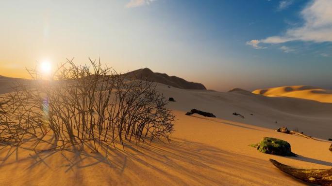 阳光照耀下的干旱沙漠枯树航拍