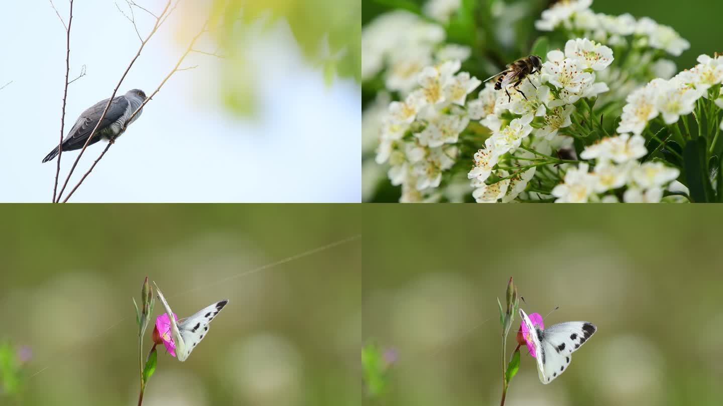 小动植物精彩瞬间