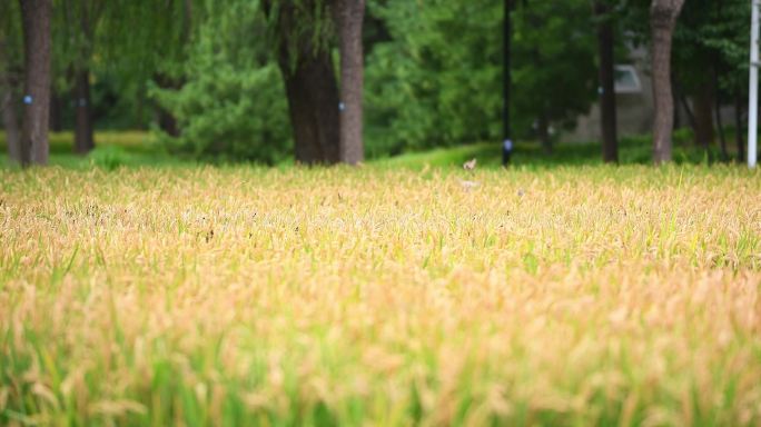 水稻高清实拍4k