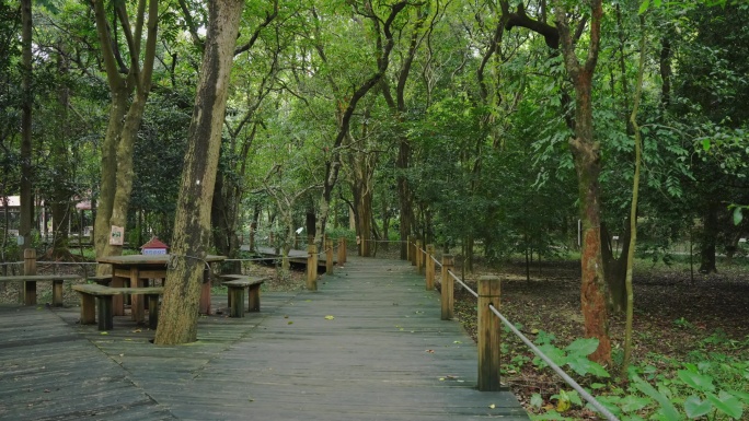 4K实拍，广东省林业科学研究院木板小路。