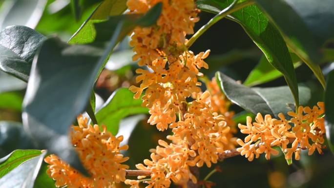 杭州秋季金桂花特写